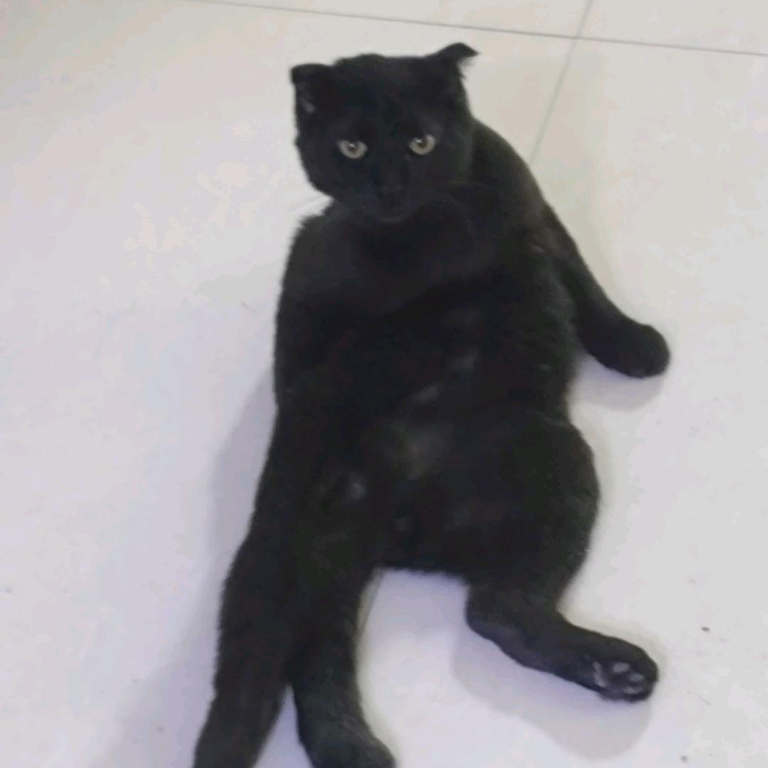 夏日史来👨‍👩‍👦