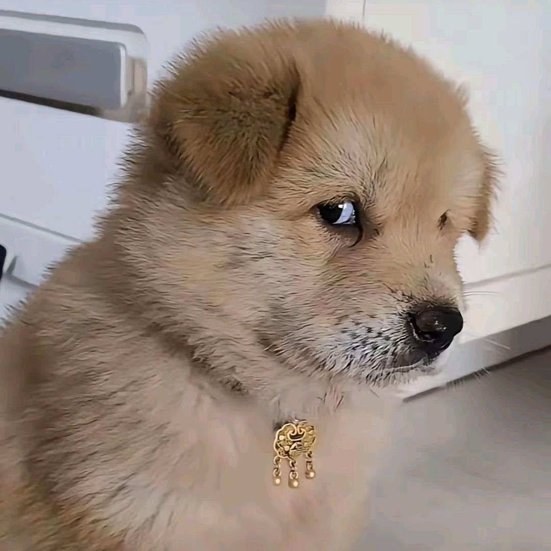 小意哥