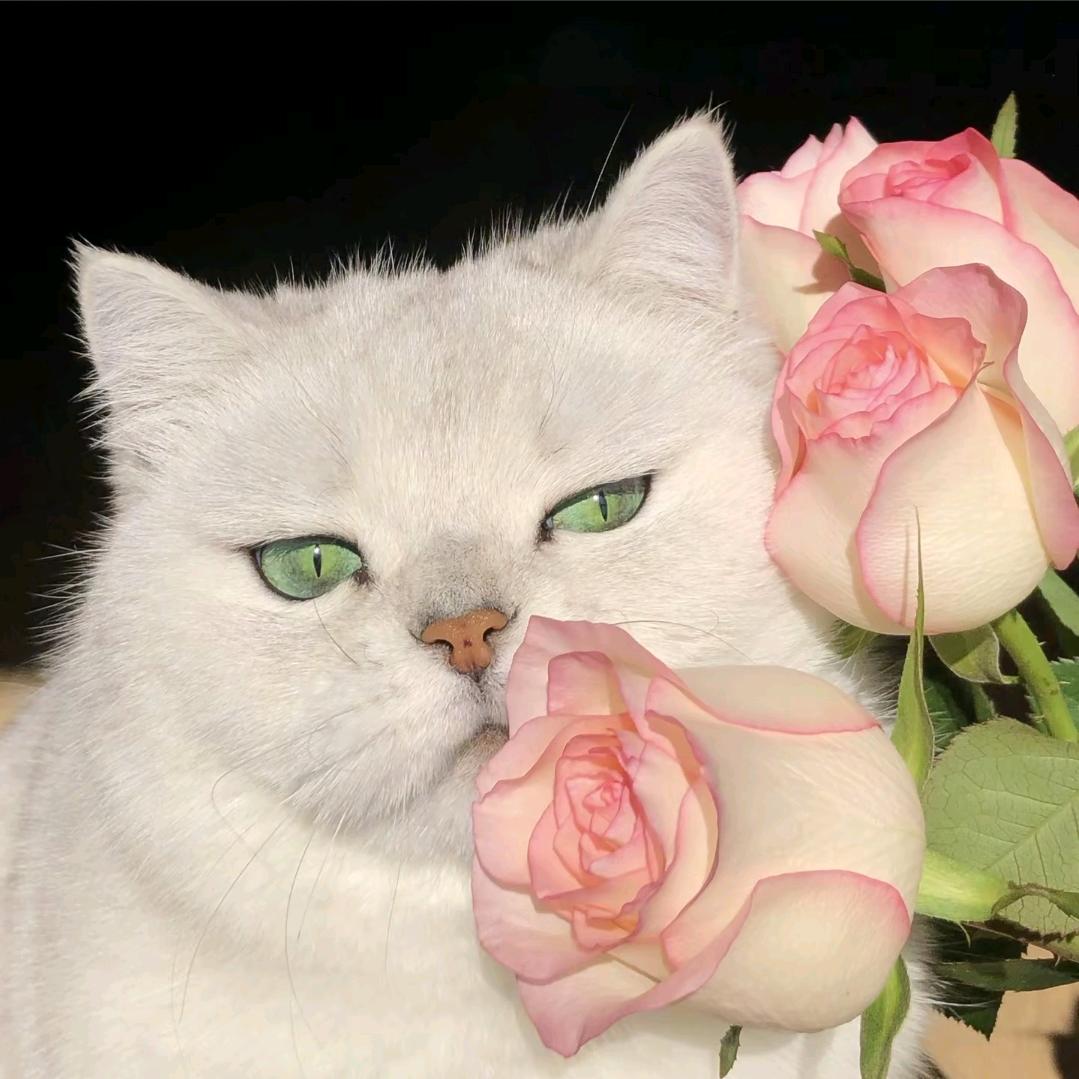 爱吃薯饼🥧（见过黄子版）