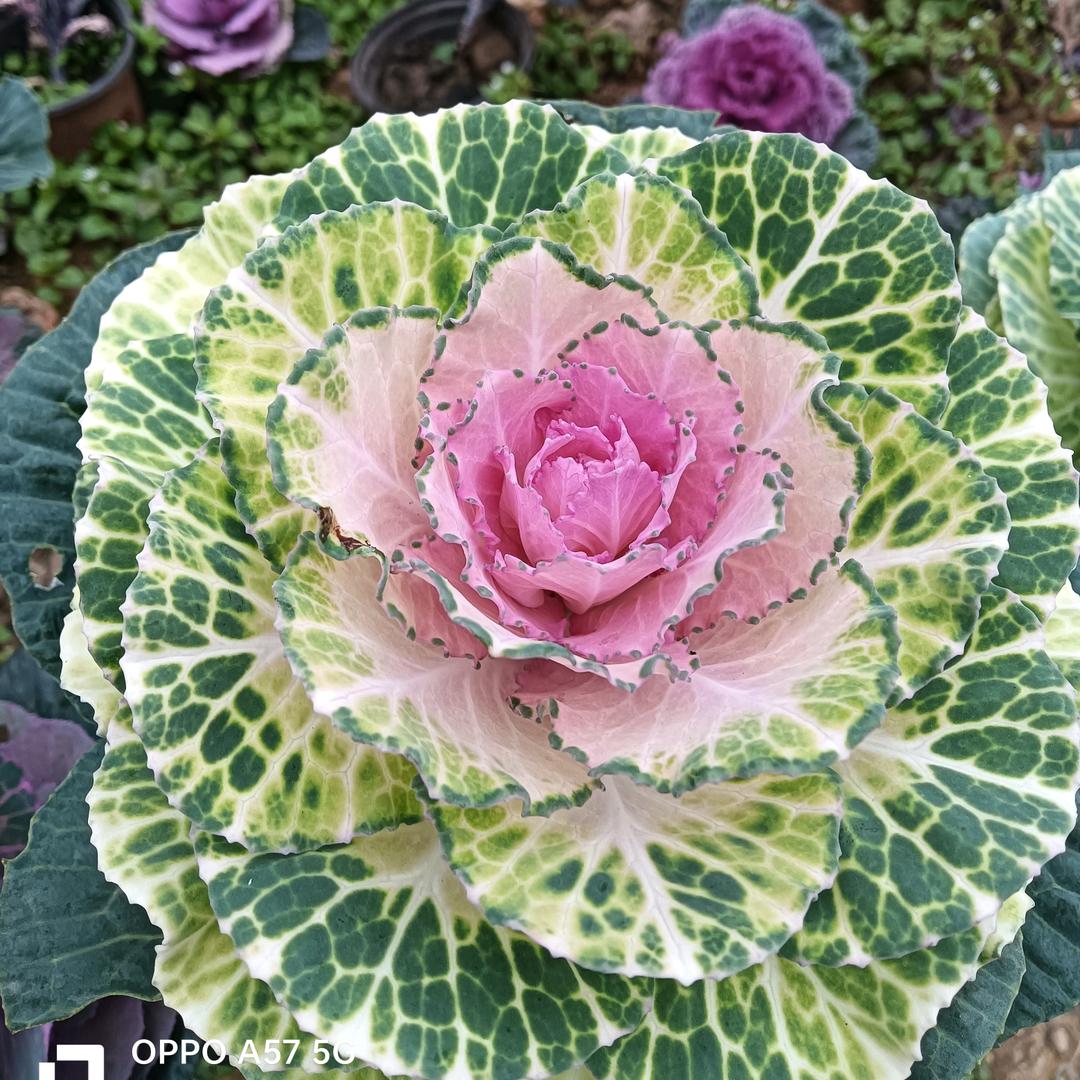 醒醒爱种花