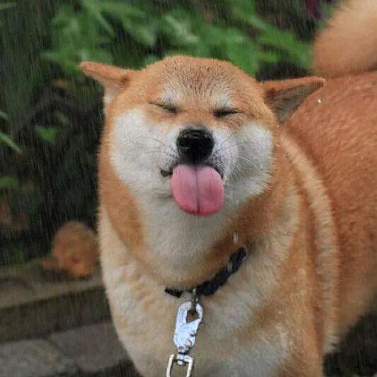 蔡舅
