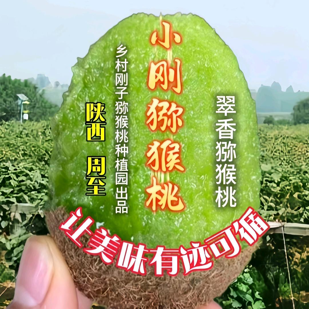小刚猕猴桃