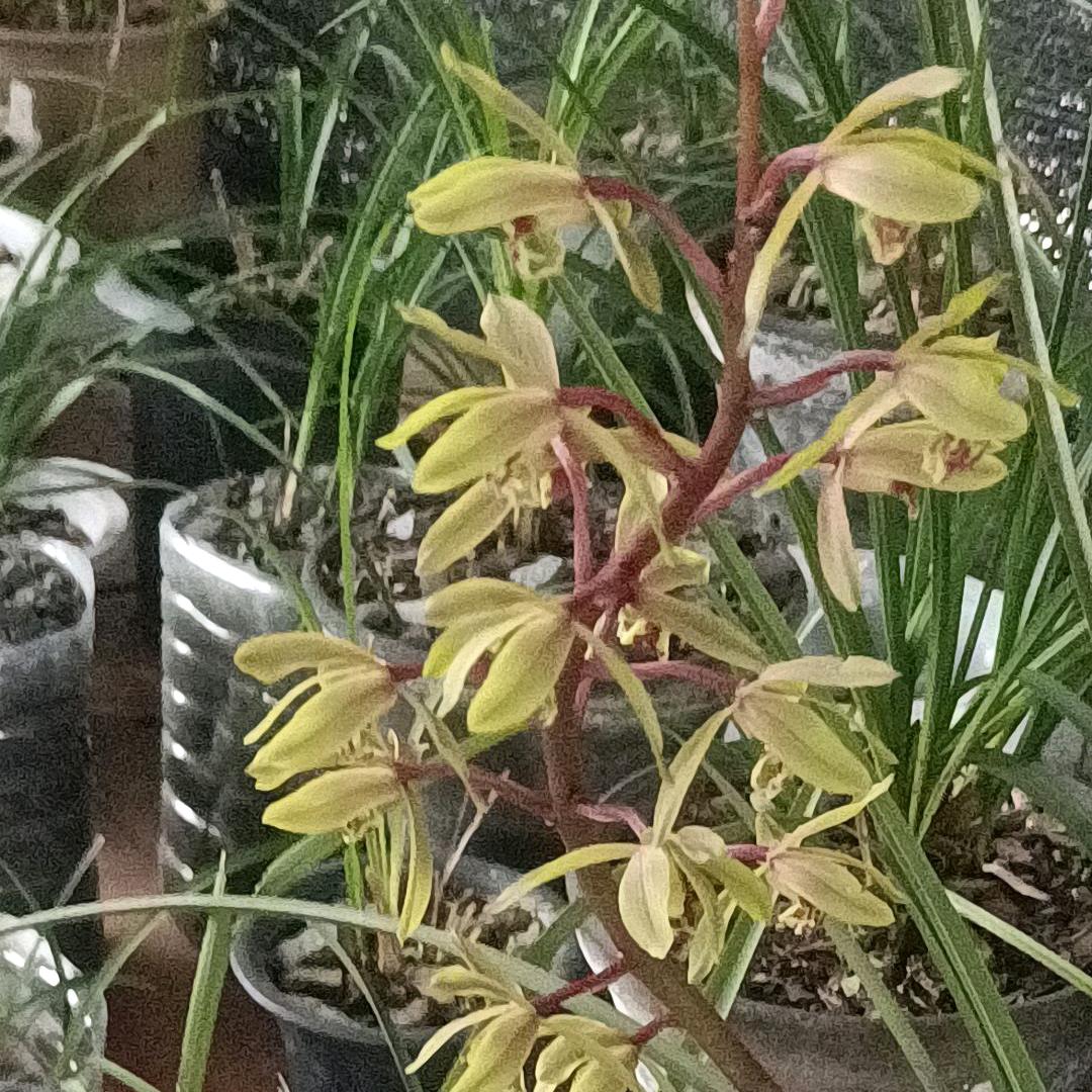 药王的徒弟李得义- GC.,  ,,,