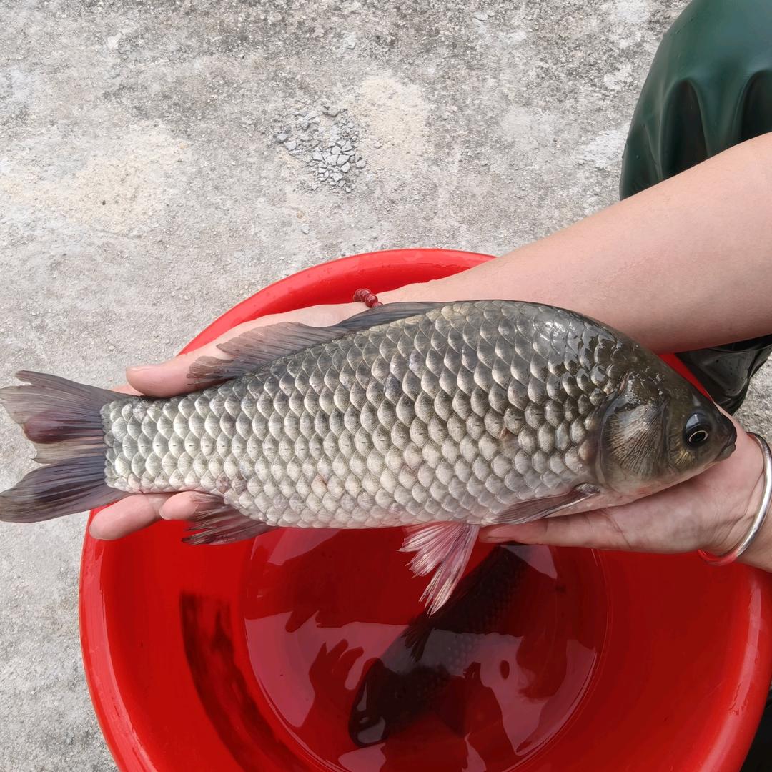 聚海佳源水产基地