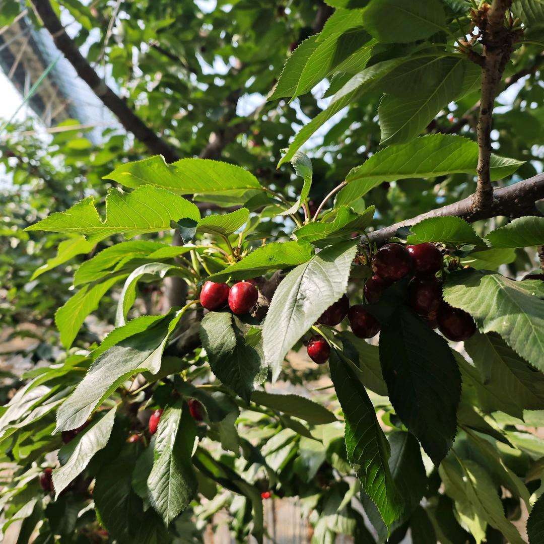 樱桃🍒🍒