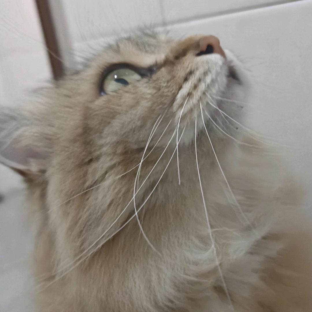 沅沅玉