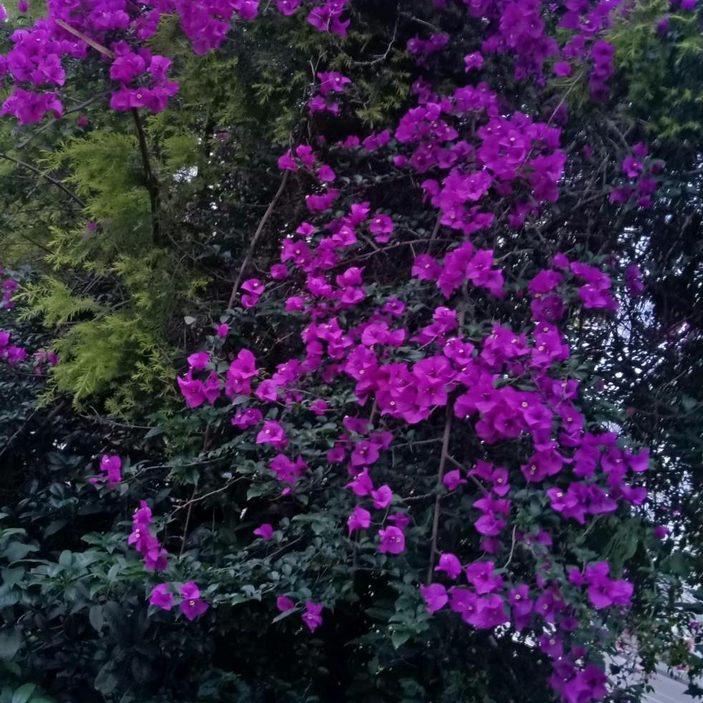 贵州金沙