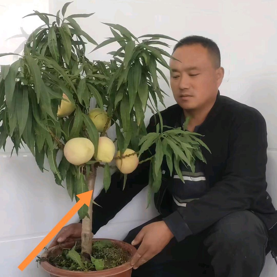 绍波果树苗木专营店