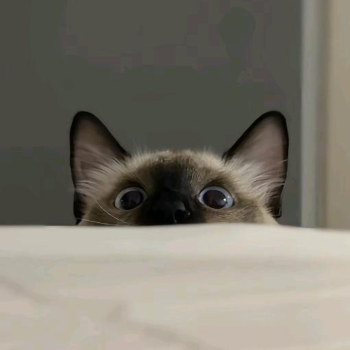 通缉猫