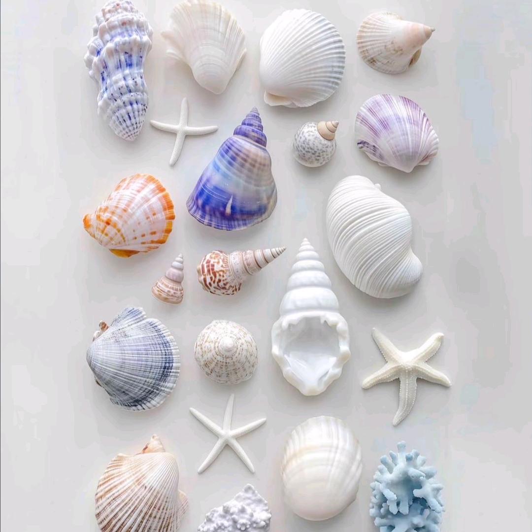 海螺贝壳一元店（寄居蟹替换壳）