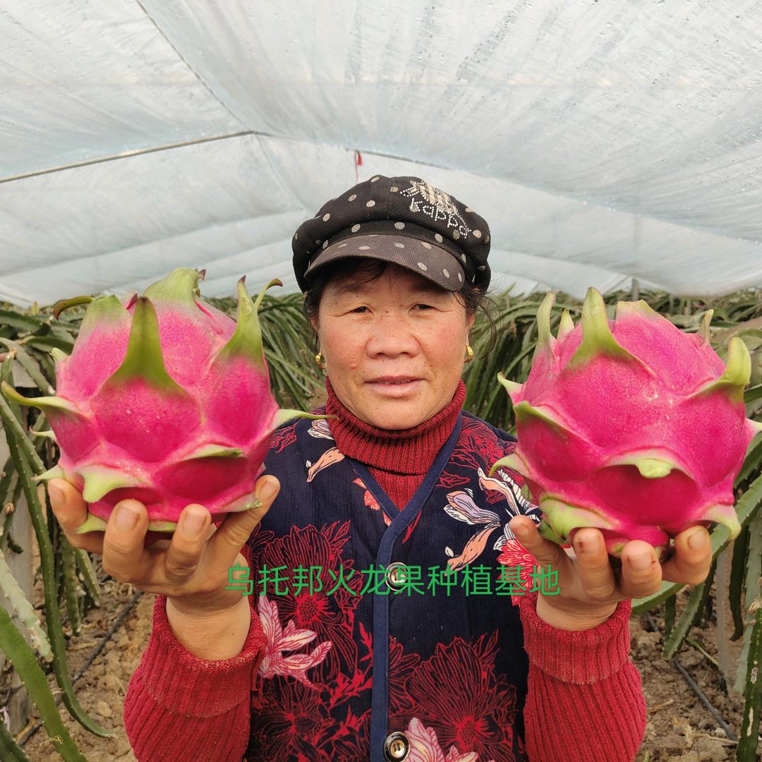 乌托邦火龙果种植基地