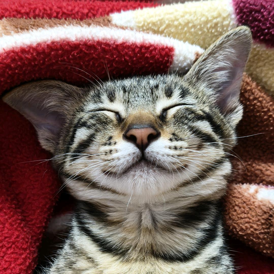 小刘和她的猫1️⃣1️⃣