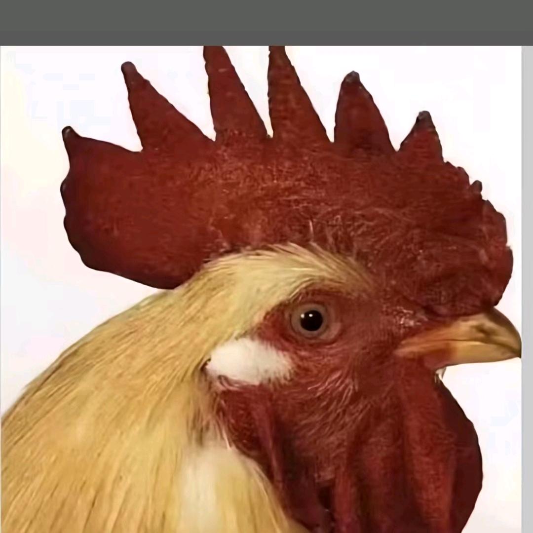 启萌