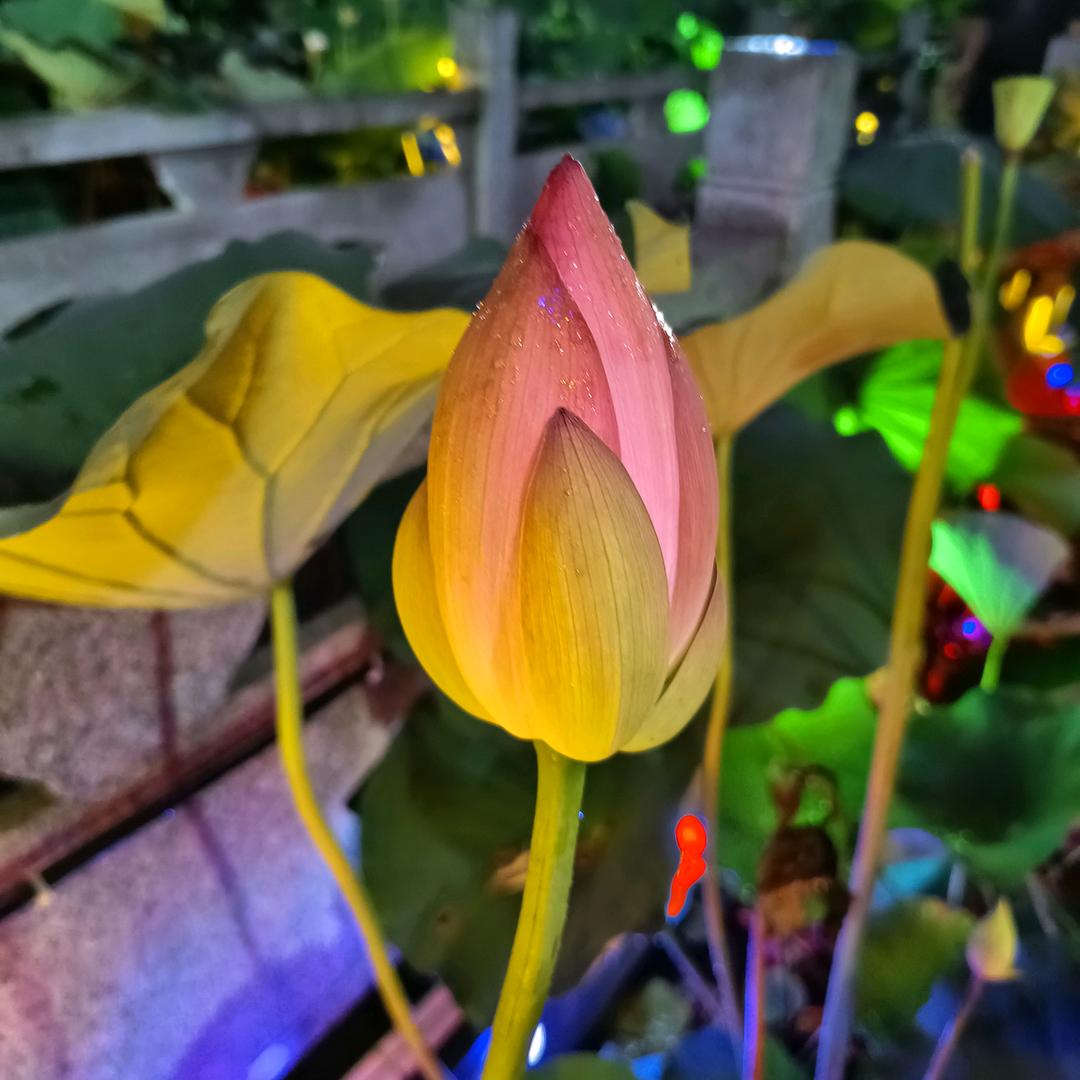 阿英
