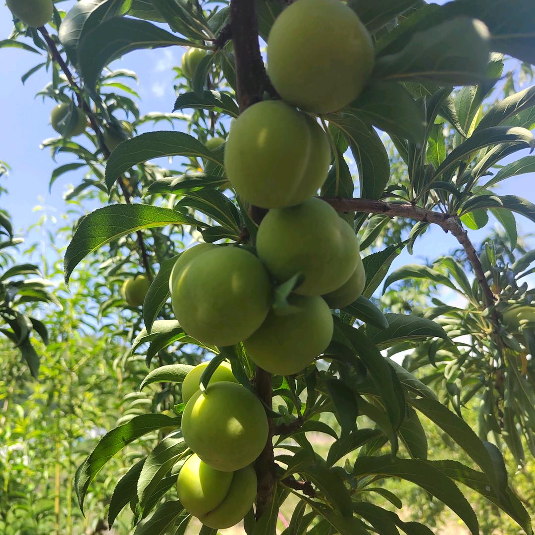 六马阿炜蜂糖李种植原产地