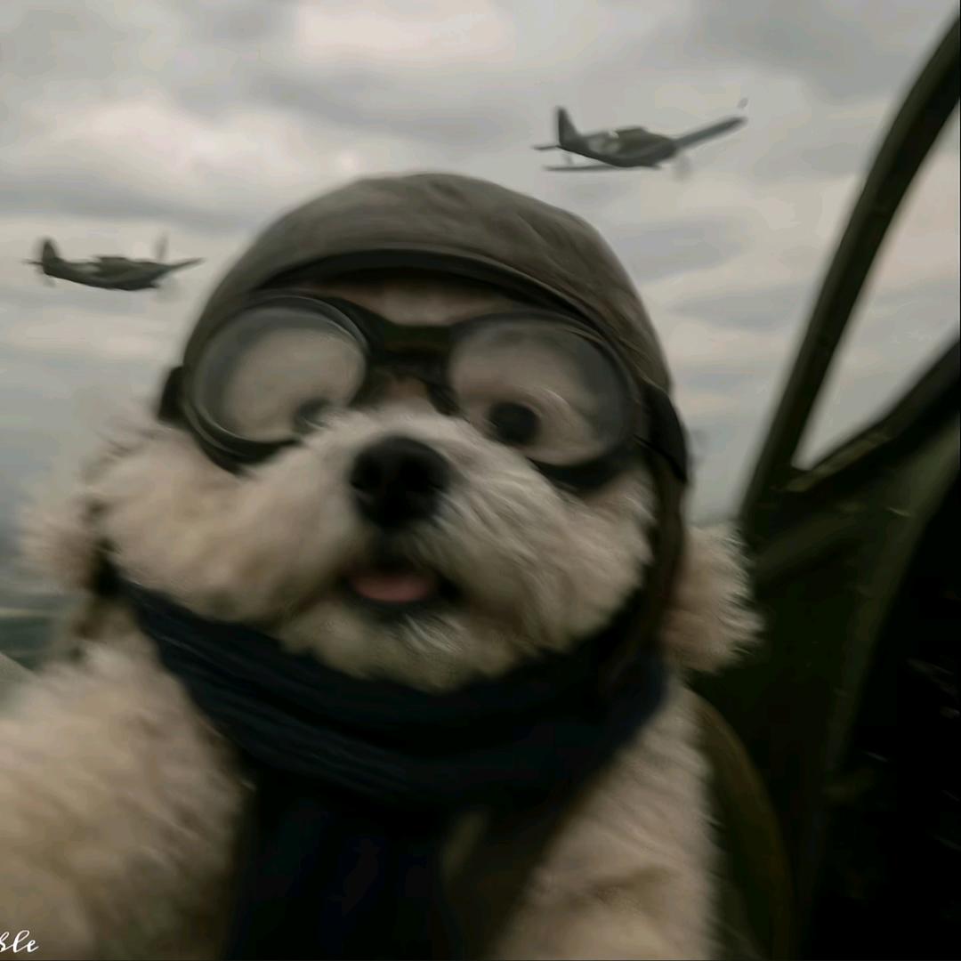 @笨蛋比个耶😈