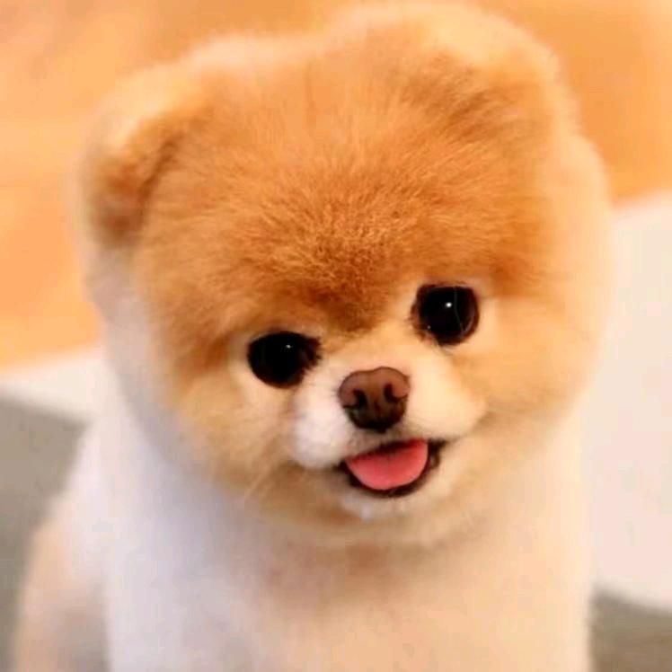 无情的风！吹乱我的心扉！