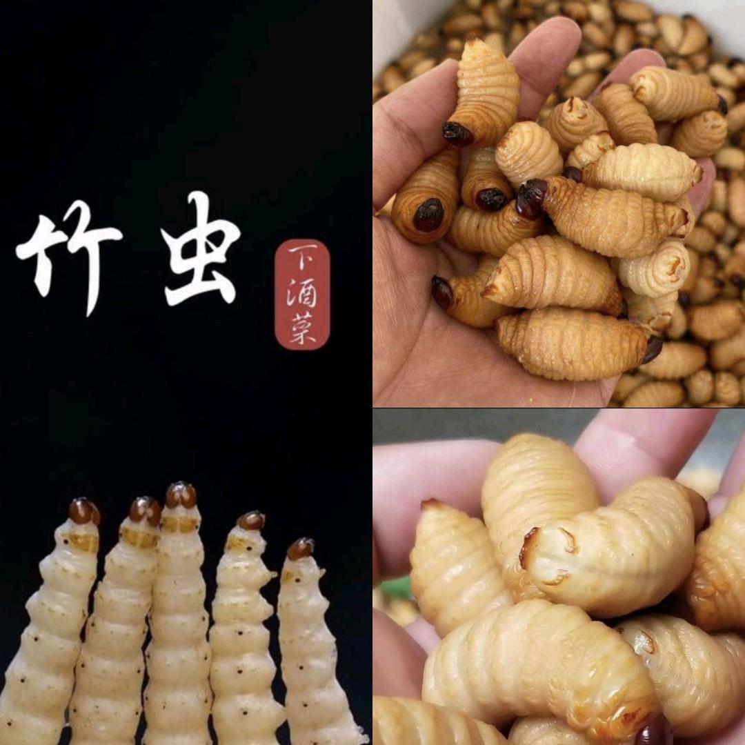 小赵竹虫养殖