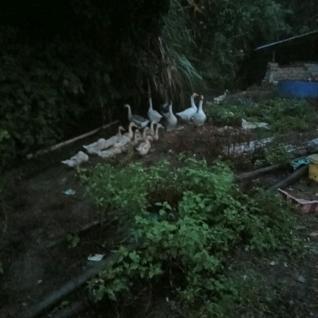 抖音欧阳国美欧阳