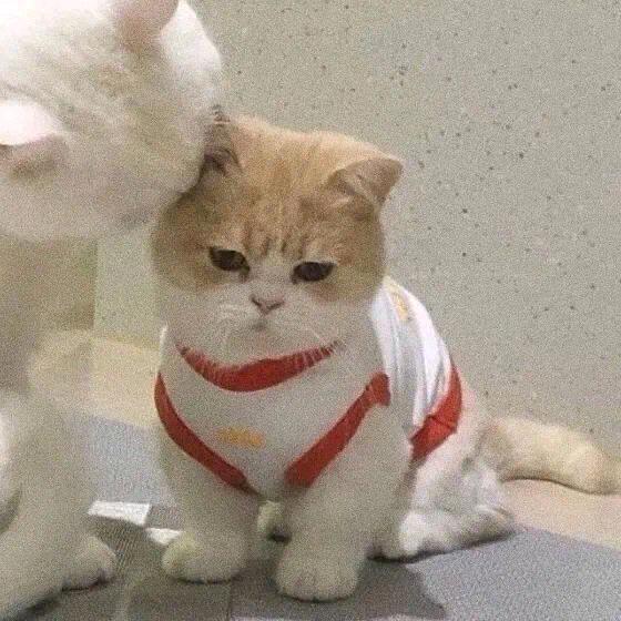 福星高照型美女🪷