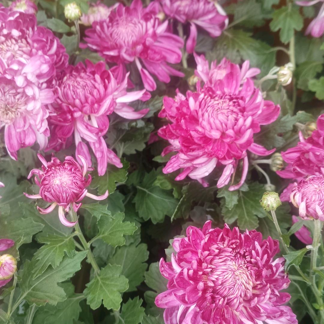 ❤️❤️❤️❤️❤️❤️