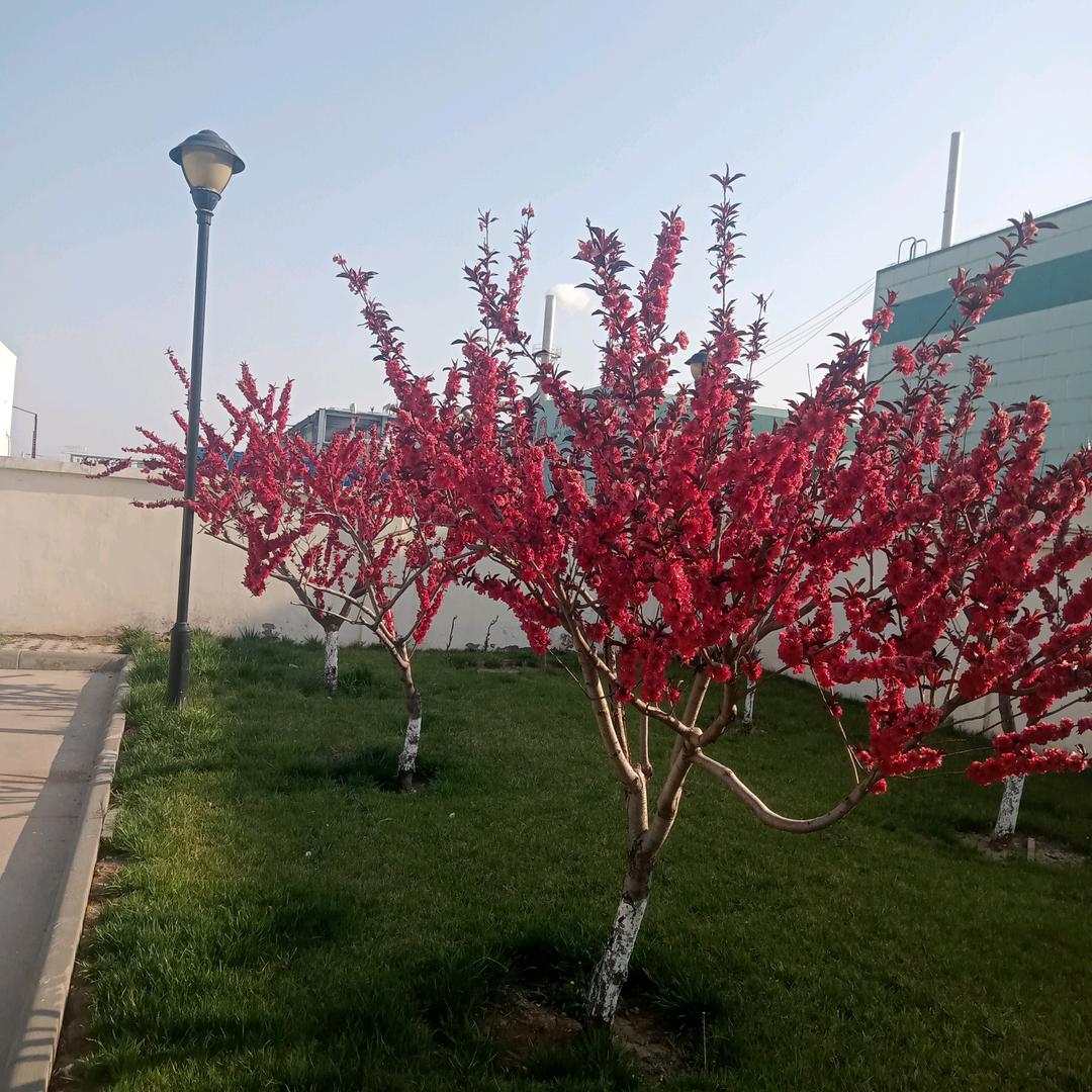传诚真诚