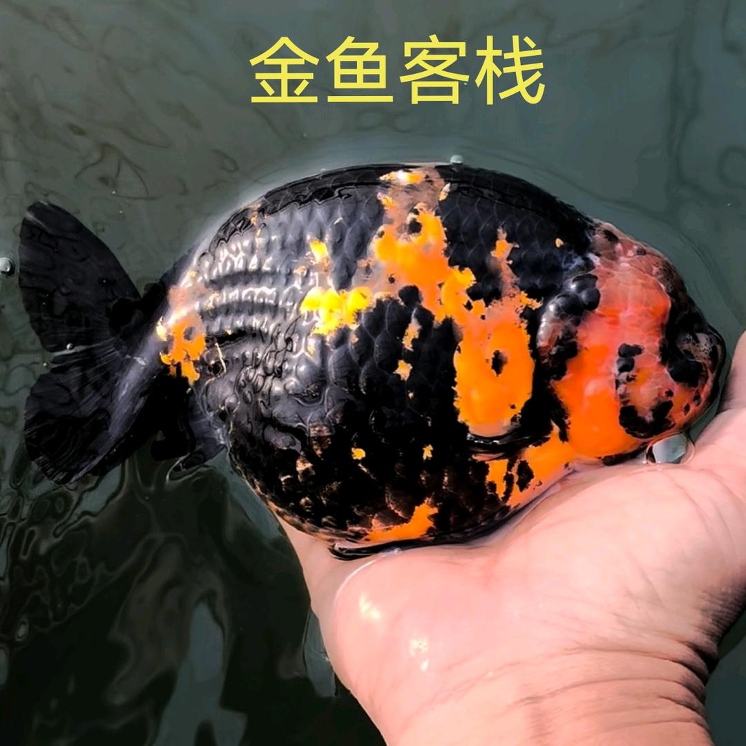 大唐金鱼场