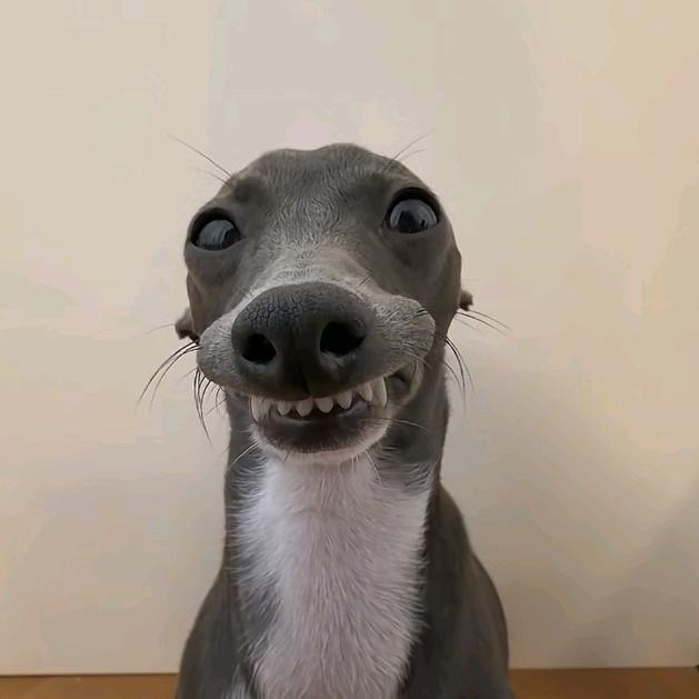 嬉皮笑脸看着你💞