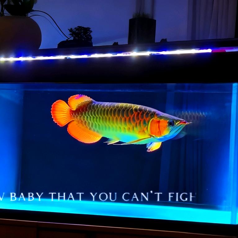 🌈玩鱼的张🌊