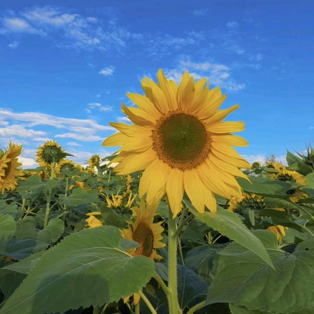 命运的安排～刘燕90后