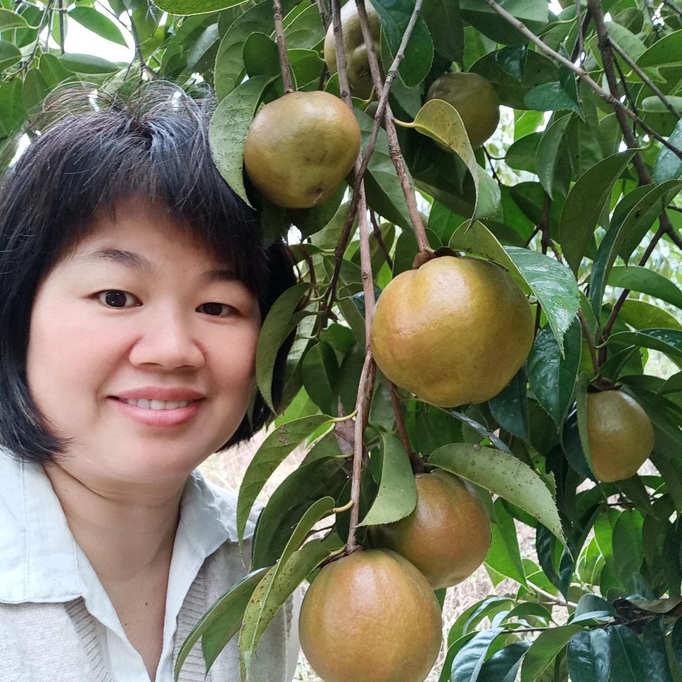 小镇山茶油:林姐