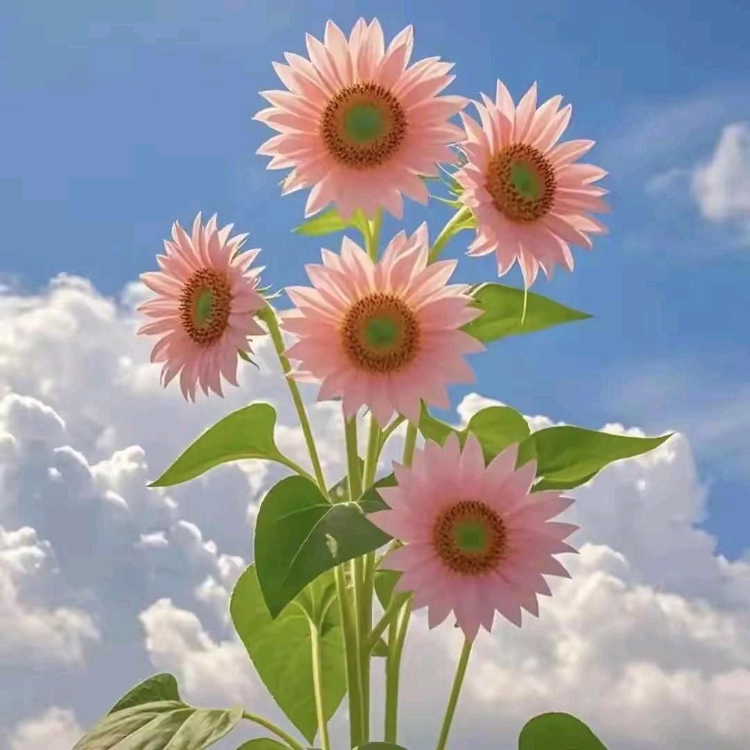 🍒喜🍒而🍒不🍒语🍒