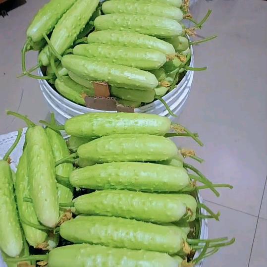 自产白玉黄瓜