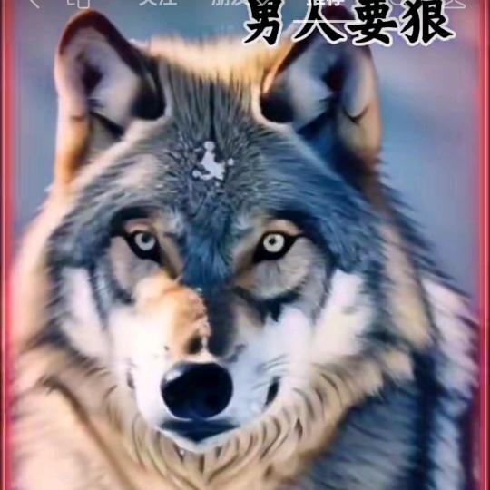 别拿真心去喂