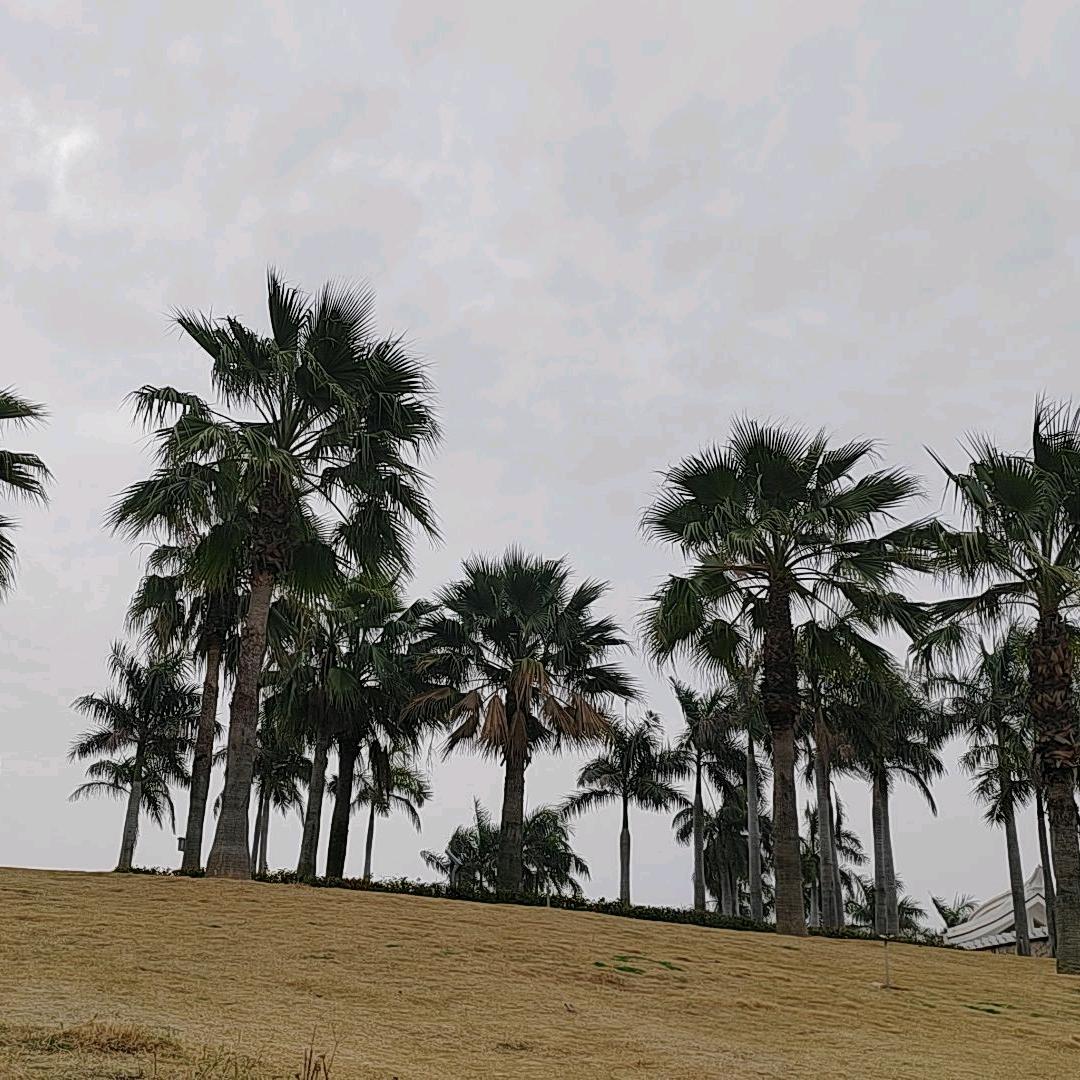 是小小谢