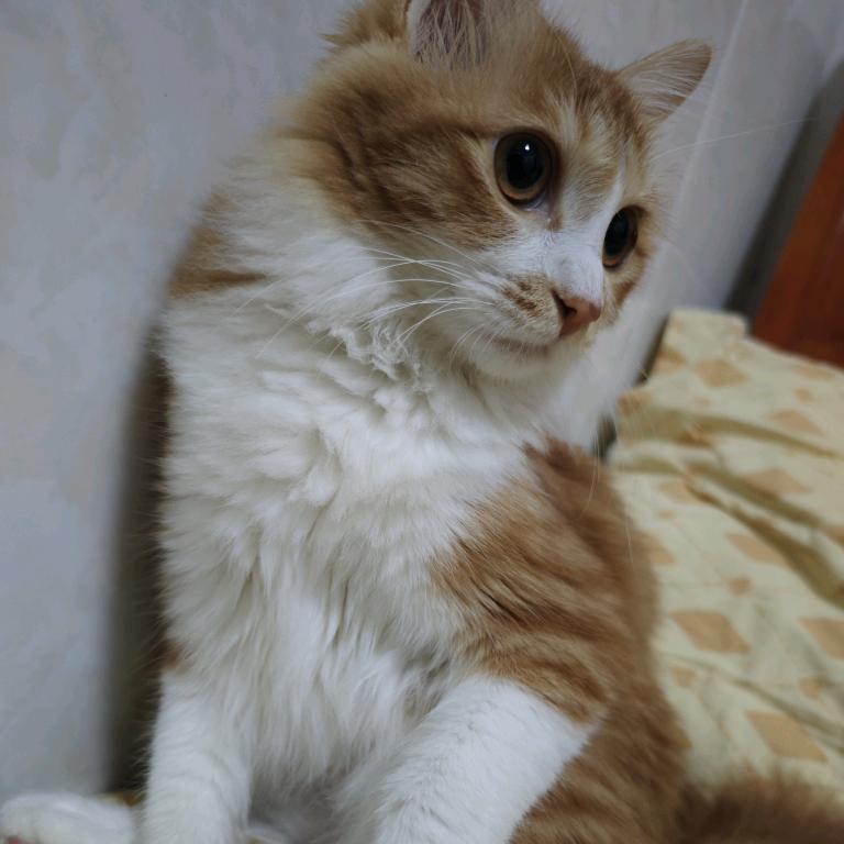 亲亲不用亲＾3＾