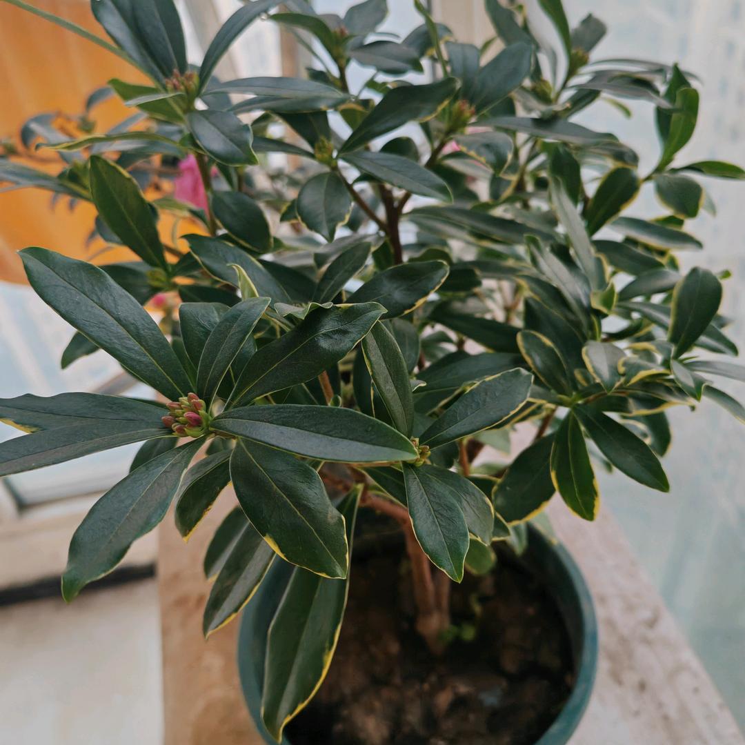 开心玫瑰🌹