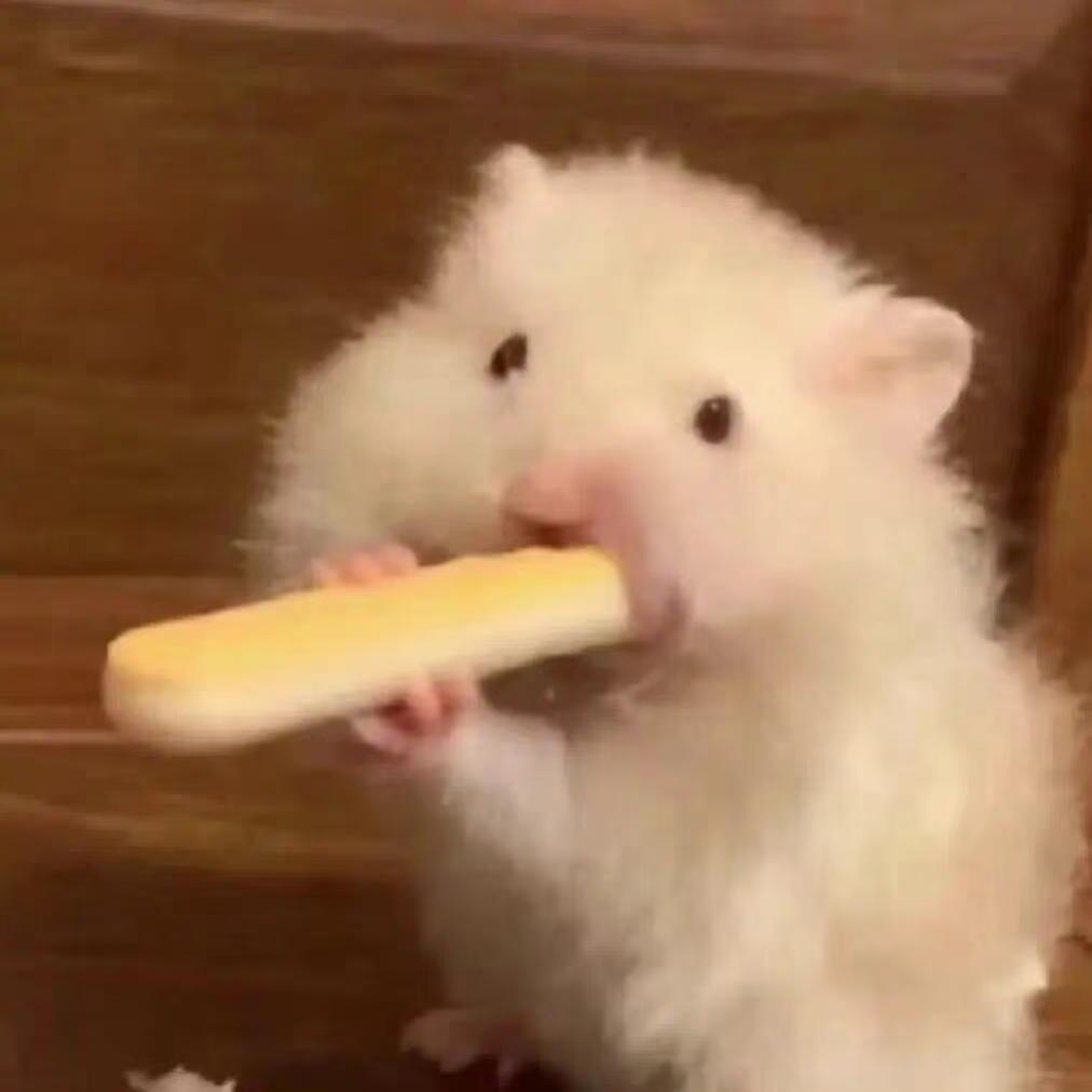 敲敲（有鼠版）