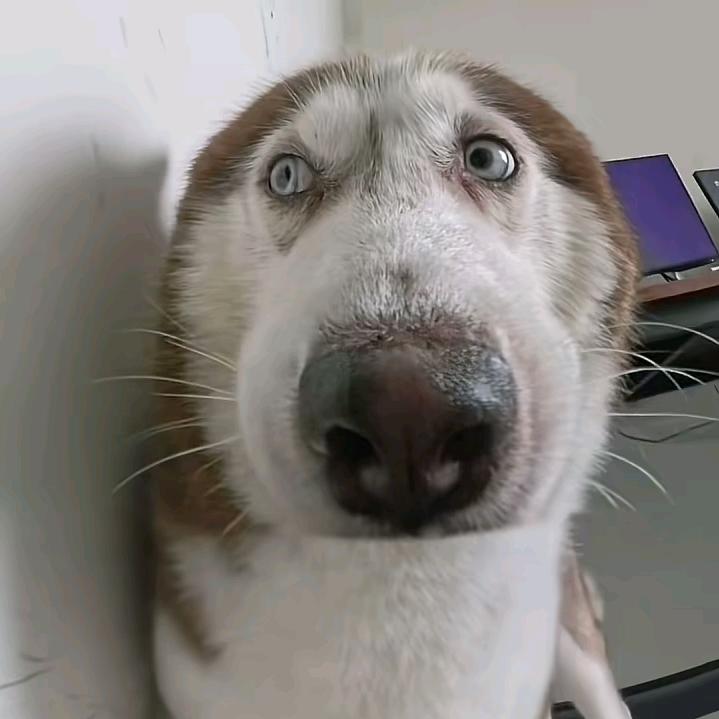 国家一级不保护废物