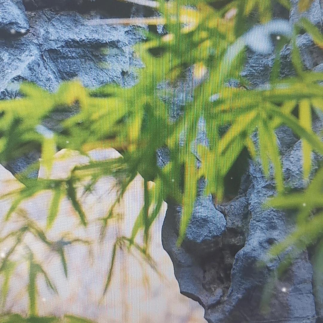 竹子