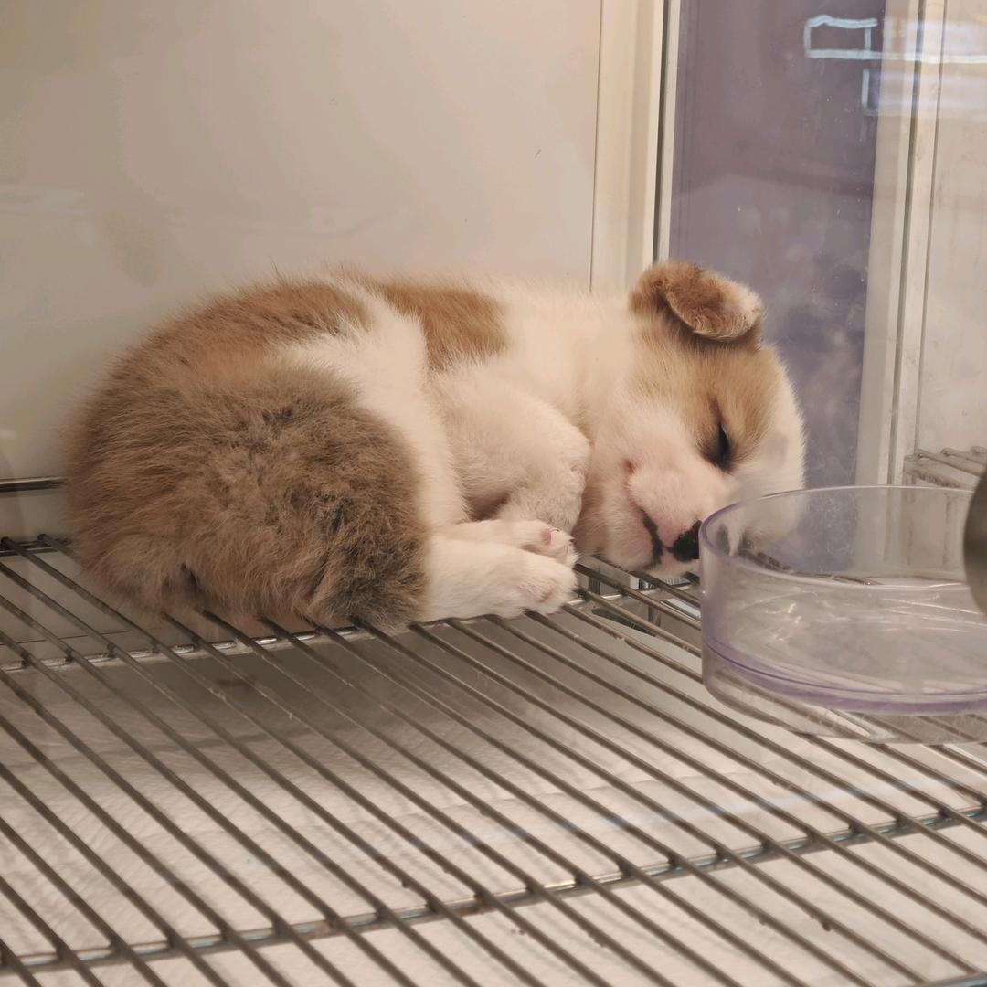 秋树