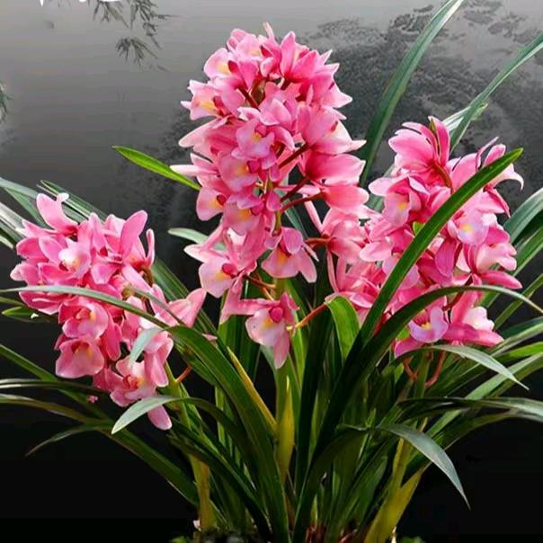 🌹抱🌹抱🌹我🌹