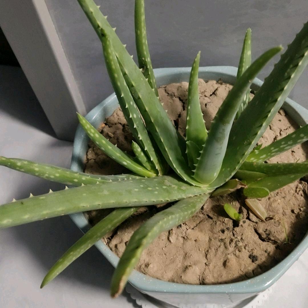做人要懂得感恩