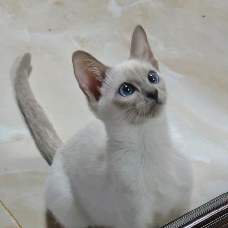 失忆蝴蝶