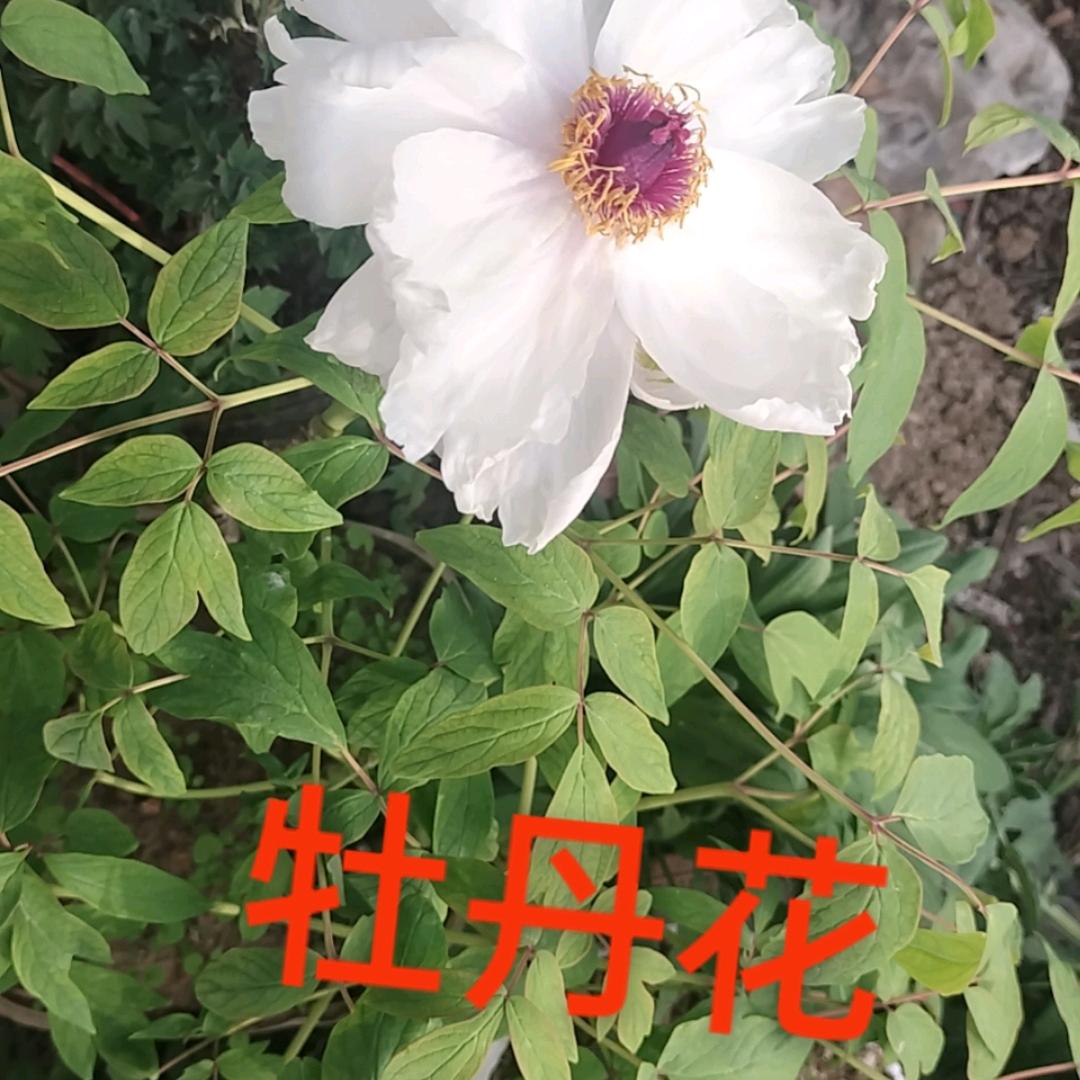 swf先苦后甜