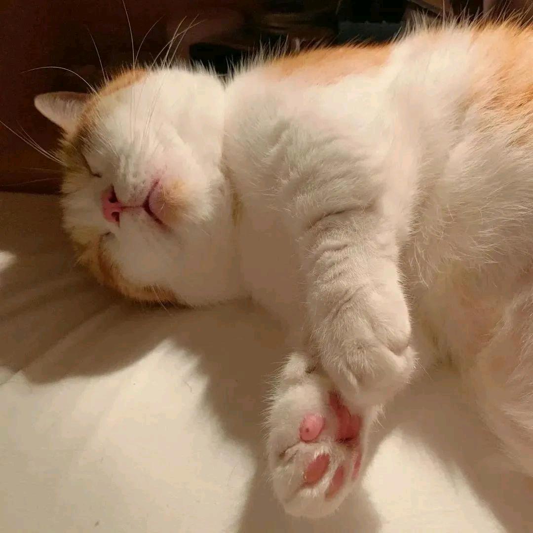 悲伤排骨玉米粥