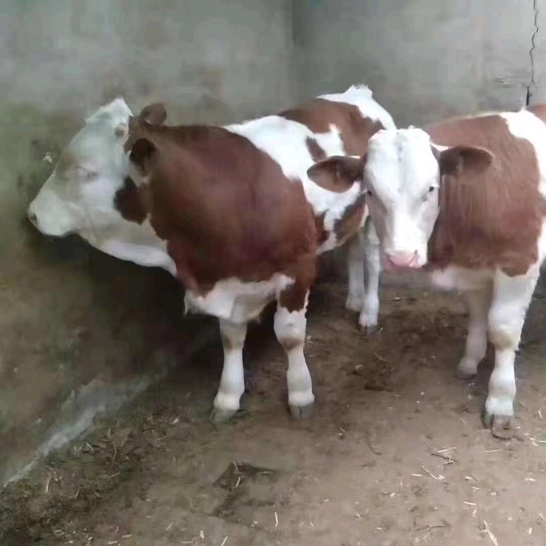 大型肉牛牛苗批发养殖场