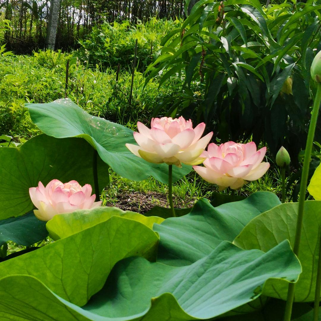 清清河边草🌿