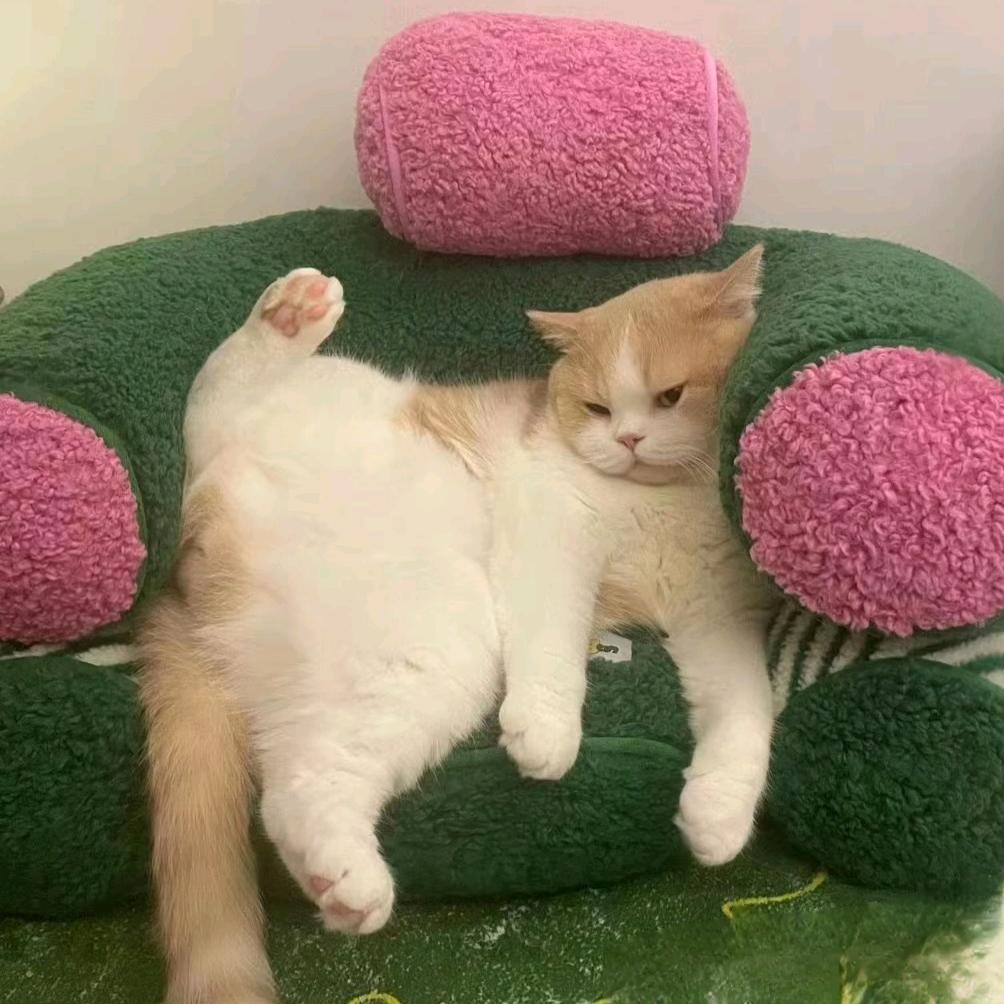 小趴菜✌︎✌︎