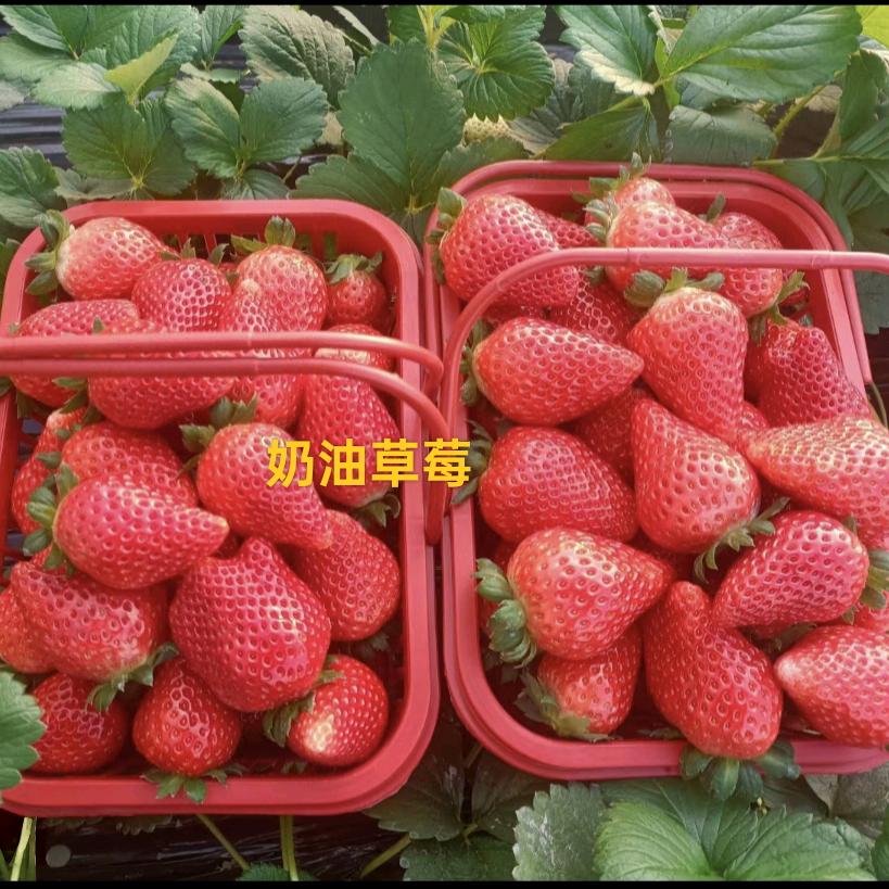 淮阳 大林草莓园